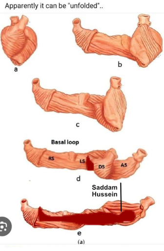 Turns out the heart is a tube folded on itself. If we carefully unfold it... Oh! Its Saddam Husseins hiding place.