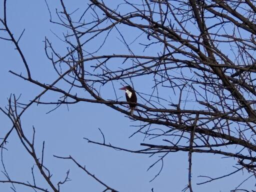 White throated kingfisher

https://ebird.org/species/whtkin2